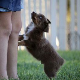 Australian Shepherd, Miniature American Shepherd, Miniature Australian Shepherd, and Toy Australian Shepherd Puppies from Painted Blue Aussies