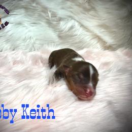 Toby Keith - Red tri male Miniature Australian Shepherd puppy in Lubbock, Texas from Baby Storm Kennels