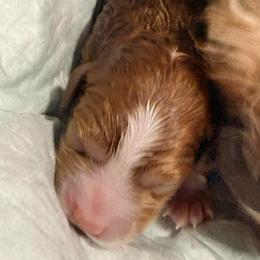 Female 1 - Red  female Goldendoodle puppy in Knoxville, Tennessee from Graystone Doodles