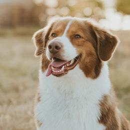Australian Shepherds from Brush Creek Australian Shepards