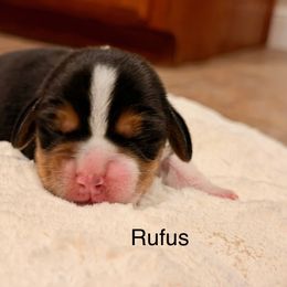 Rufus - Black tan and white male Beagle puppy in Mansfield, Missouri from Rippee Creek Kennel