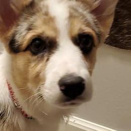 American Corgi Puppies from TKCS Kajun Corgis