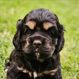 Shell - Black white and tan female Cockapoo puppy in Indiahoma, Oklahoma from Phamily Doodles