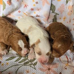 Cavapoo puppies from Rocky Desert Goldens and Cavaliers