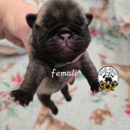 Girl 3 - Fawn female Pug puppy in Keysville, Georgia from Rollee Pollee Pugs