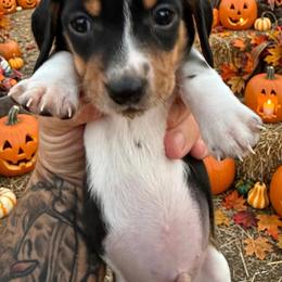 Boy 2 - Black and tan male Dachshund puppy in Paisley, Florida from Pantheon Dachshunds