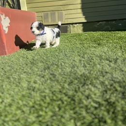 Bernedoodle Puppies from SoCal Bernedoodles