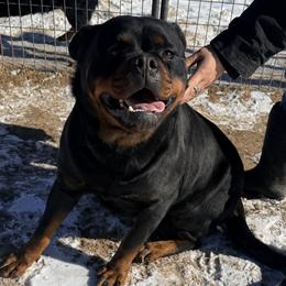 Paris Timit Tor - Black and mahogany female Rottweiler puppy in Parker, Colorado from Denver Rottweilers