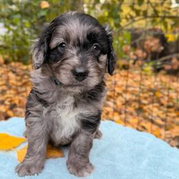 Gomez - Blue merle male Aussiedoodle puppy in Mulino, Oregon from Korbella Farm