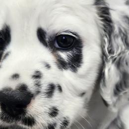 Dalmatians from Long Coat Dalmatians