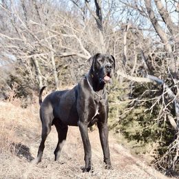 Mr Drake - Great Dane