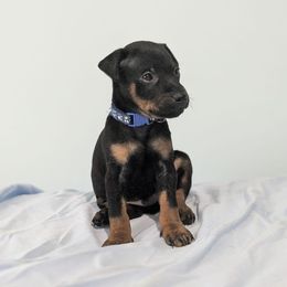 Doberman Pinscher and Miniature Pinscher Puppies from 305dobiez