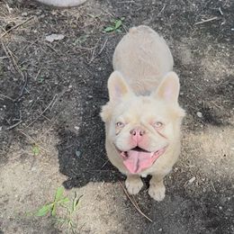 Bailey - French Bulldog