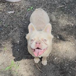 Bailey - French Bulldog
