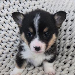 MM-4 - Black and tan male Pembroke Welsh Corgi puppy in Ely, Minnesota from RJ's Corgis