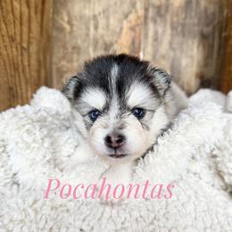 Pocahontas - Silver and white female Pomsky puppy in Grass Valley, California from Karalot Pomskies