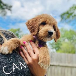 Liberty - Cream Goldendoodle puppy in Toledo, Ohio from Doodle Devotion