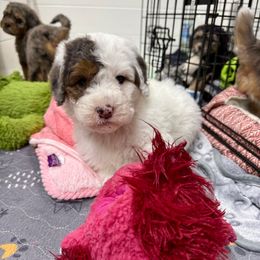 Harry - Blue merle male Aussiedoodle puppy in Heber City, Utah from Junipersdoodles