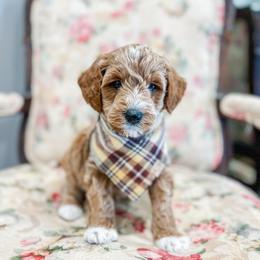 Rafiki - Red  male Goldendoodle puppy in Sulphur, Louisiana from Curly Q’s Of Carlyss