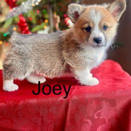 Pembroke Welsh Corgi Puppies from Country Rubys