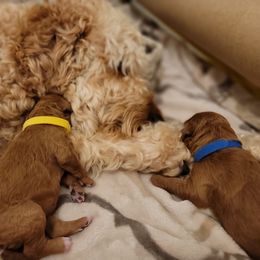Goldendoodle Puppies from Woodland Creek Goldendoodles