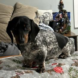 Pebbles - Piebald female Dachshund puppy in Grand Valley, Pennsylvania from Dachshunds on the Hill