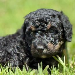 Pokey Pierce - Tri-color male Bernedoodle puppy in Clermont, Florida from Shadow Bernedoodles & Dog Training