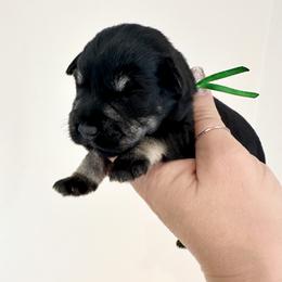 Green Boy - Black and silver male Miniature Schnauzer puppy in Floyd, Virginia from Little River Puppies