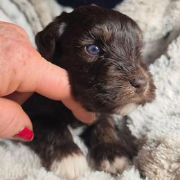 Nacho (blue eyes) - Liver male Miniature Schnauzer puppy in Panama City, Florida from Emerald Coast Schnauzers