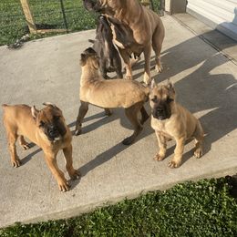 Cane Corso Puppies from Bayou Cane Corso