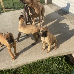 Cane Corso Puppies from Bayou Cane Corso