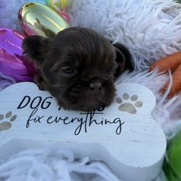 Princess mocha - Chocolate female Shih Tzu puppy in Coolidge, Arizona from Shih Tzu’s  ‘N’ Love