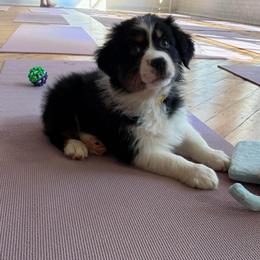 Bulda - Black tri-color female Australian Shepherd puppy in Terryville, Connecticut from Spirited Aussies