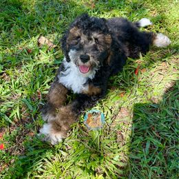 Aussiedoodle, Bernedoodle, Double Doodle, and Goldendoodle Puppies from Dandy Doodle Ranch