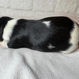 White - Tri-color female Cavalier King Charles Spaniel puppy in Mount Dora, Florida from Carroll’s Chihuahuas