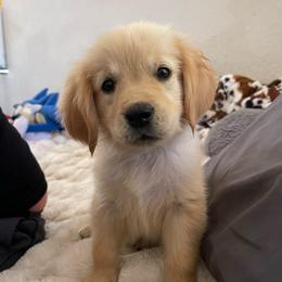 White collar female from Peggy - Golden female Golden Retriever puppy in Yucaipa, California from Blessed Goldens