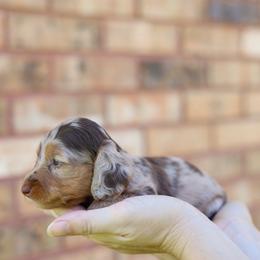 Dachshund Puppies from Rising Dawn Dachshunds