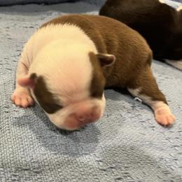 Seal and white male - Seal and white male Boston Terrier puppy in Seguin, Texas from Campos Farms