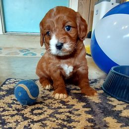 Blue - Apricot male Cavapoo puppy in Little Rock, Arkansas from Adorable Mini Doodles LLC