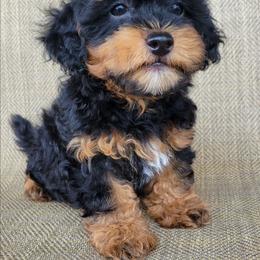Maui - Black gold and silver male Shihpoo puppy in Limestone, Tennessee from Pilot Hill Teddy Bear Puppies