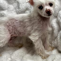Chinese Crested Puppies from JJ’s Pawz and Clawz