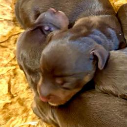 NESTLE - Chocolate and tan female Dachshund puppy in Vero Beach, Florida from Joseph’s Dachshunds