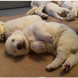 Girl 1 - White female German Shepherd puppy in Santa Rosa Valley, California from Diamond White German Shepherds