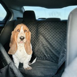 Basset Hound and Dalmatian Puppies from Lazy B Bassets and Dalmatians
