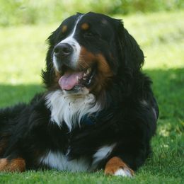 Bernese Mountain Dog Puppies from Lonesome Pine Farm