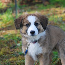 English Shepherd Puppies from Shepherd's Way