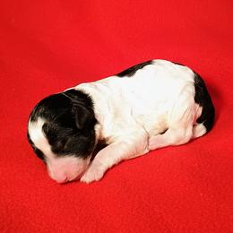 Girl (4) - Black and white female Bernedoodle puppy in New Holland, Pennsylvania from Ellie's Cute as a Button Yorkies