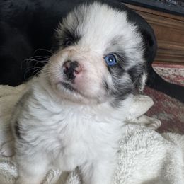 Girl 1 - female Australian Shepherd puppy in Nezperce, Idaho from Willow Creek Farm