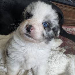 Girl 1 - female Australian Shepherd puppy in Nezperce, Idaho from Willow Creek Farm