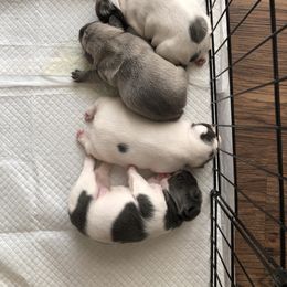 French Bulldog Puppies from French Blu’s